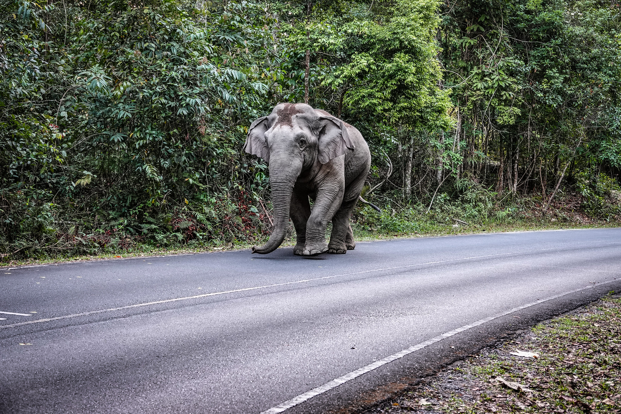 Khao-Yai-National-Park-thailand2
